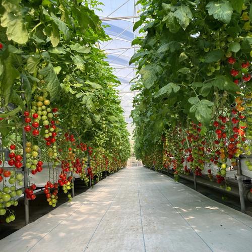无土种植西红柿应怎样种植「日本番茄种植技术」 无土种植西红柿应怎样种植「日本番茄种植技术」 农业常识