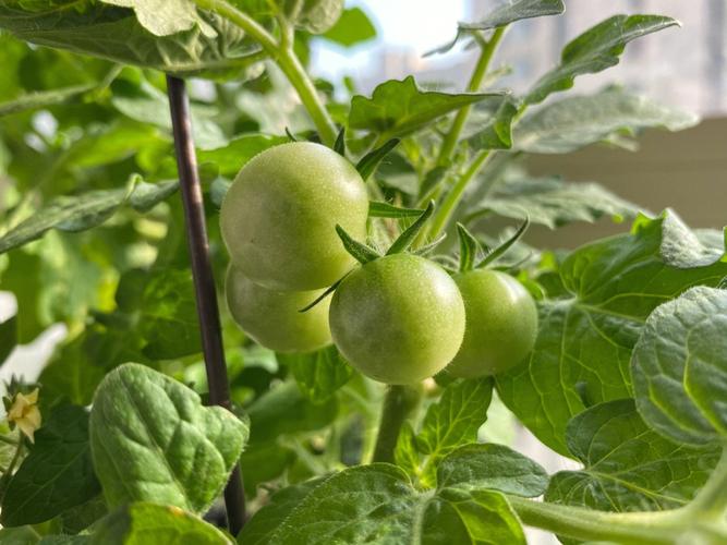 我们的哪些农产品受保护「矮脚番茄怎么种植好看视频」 我们的哪些农产品受保护「矮脚番茄怎么种植好看视频」 种植技巧