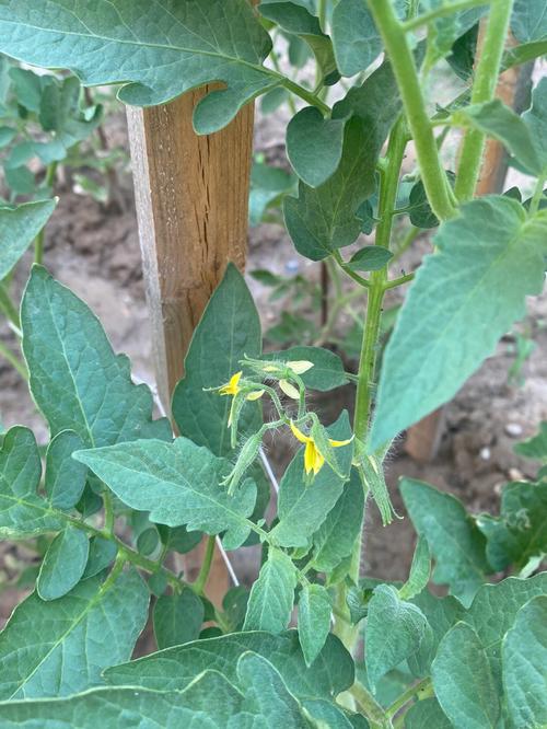 西红柿开花后如何修剪才会结果多「大番茄种植怎么修剪好看」 西红柿开花后如何修剪才会结果多「大番茄种植怎么修剪好看」 花朵知识