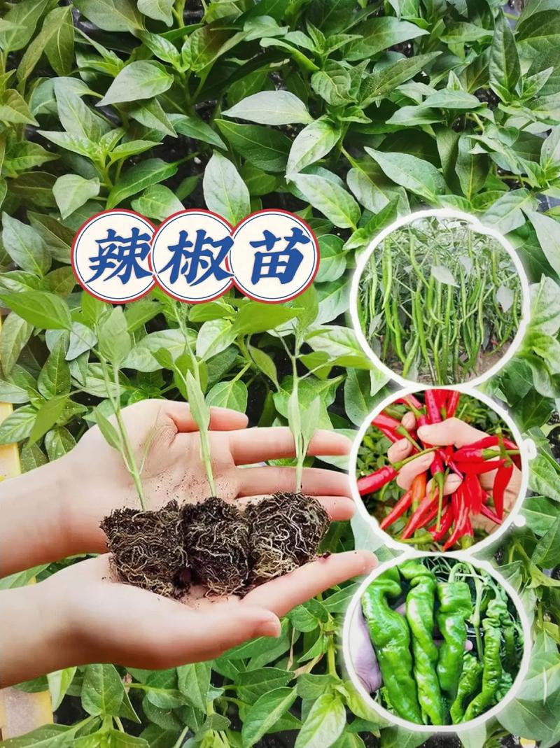 冬季栽植辣椒苗有哪些技术要求「全红番茄怎么种植视频」 冬季栽植辣椒苗有哪些技术要求「全红番茄怎么种植视频」 番茄种植技巧