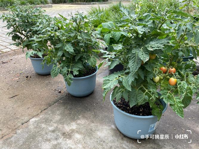 樱桃番茄是怎么种植的？该如何管理「番茄中班种植总结怎么写啊」 樱桃番茄是怎么种植的？该如何管理「番茄中班种植总结怎么写啊」 花朵知识