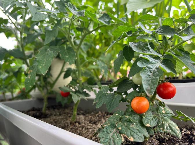 太空番茄怎么种「太空番茄怎么种植方法视频」 太空番茄怎么种「太空番茄怎么种植方法视频」 植物种类