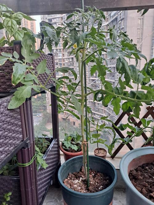 西红柿多大可以摘叶「番茄种植怎么摘叶子」 西红柿多大可以摘叶「番茄种植怎么摘叶子」 种植技巧