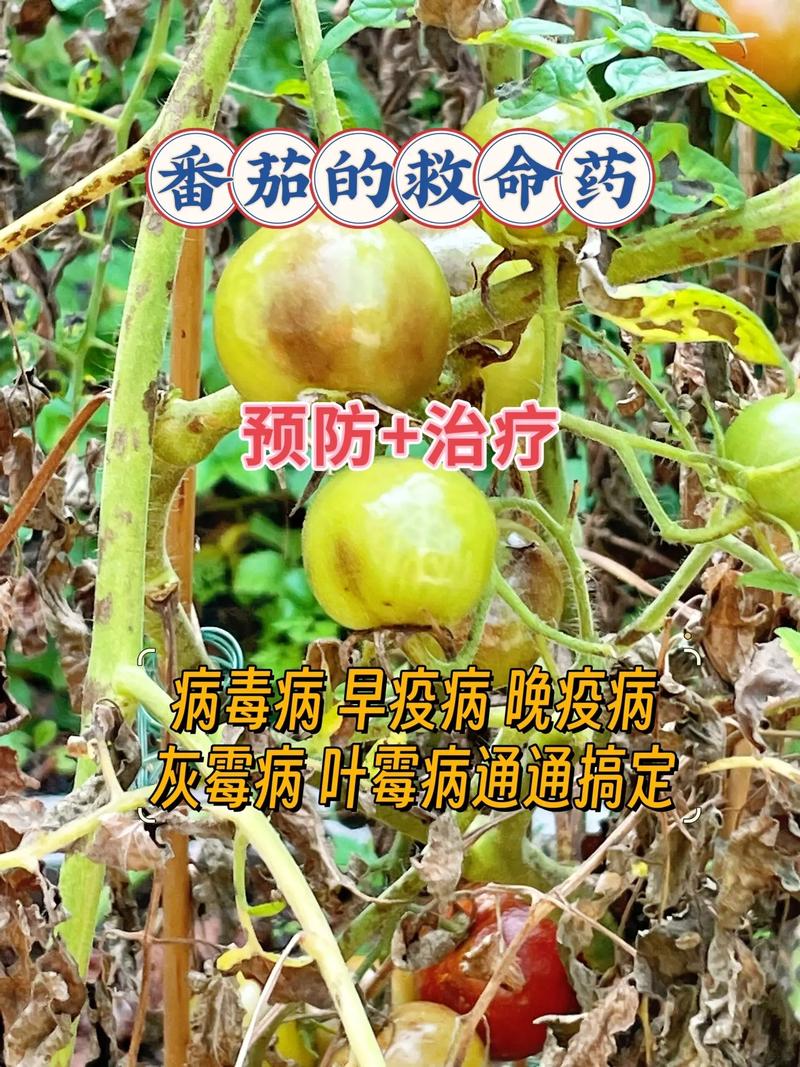 西红柿花期不能打什么药「番茄种植怎么防虫害的呢」 西红柿花期不能打什么药「番茄种植怎么防虫害的呢」 种植技巧