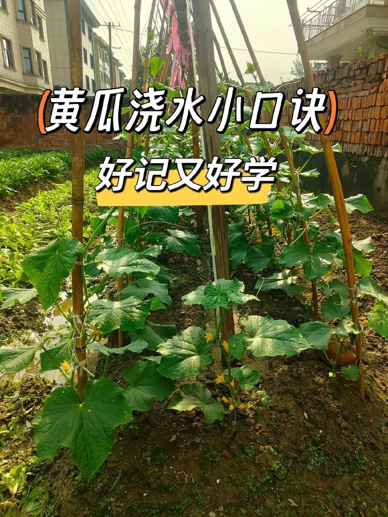 蔬菜浇水要注意三看蔬菜什么时候浇水好「蔬菜种植技巧浇水方法视频」 蔬菜浇水要注意三看蔬菜什么时候浇水好「蔬菜种植技巧浇水方法视频」 番茄病虫害防治