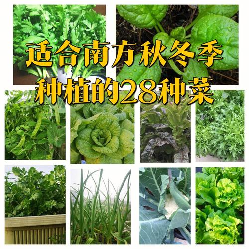 冬天种蔬菜有哪些要点，需要注意些什么「冬季蔬菜种植技巧和方法」 冬天种蔬菜有哪些要点，需要注意些什么「冬季蔬菜种植技巧和方法」 番茄种植技巧