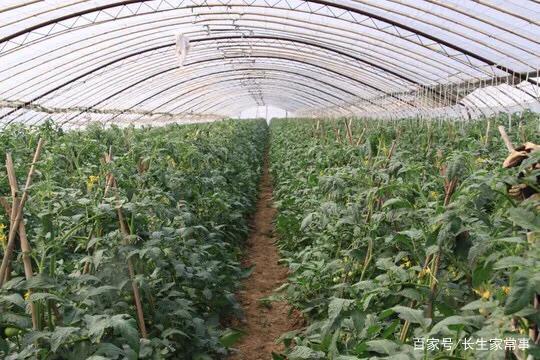 棚室种植番茄，如何精耕细作，可以减少连作障碍「番茄种植怎么翻土视频」 棚室种植番茄，如何精耕细作，可以减少连作障碍「番茄种植怎么翻土视频」 花朵知识