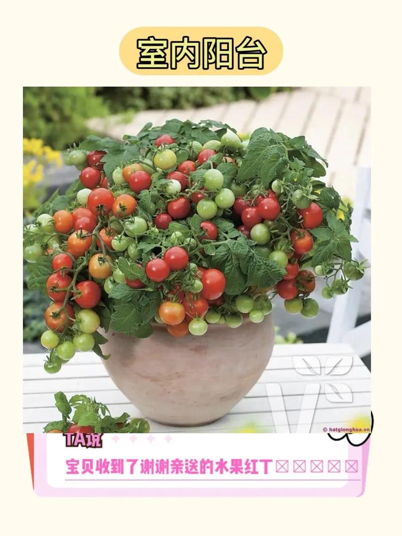 珍珠番茄种子种植方法「迷你珍珠小番茄怎么种植的」 珍珠番茄种子种植方法「迷你珍珠小番茄怎么种植的」 番茄种植技巧