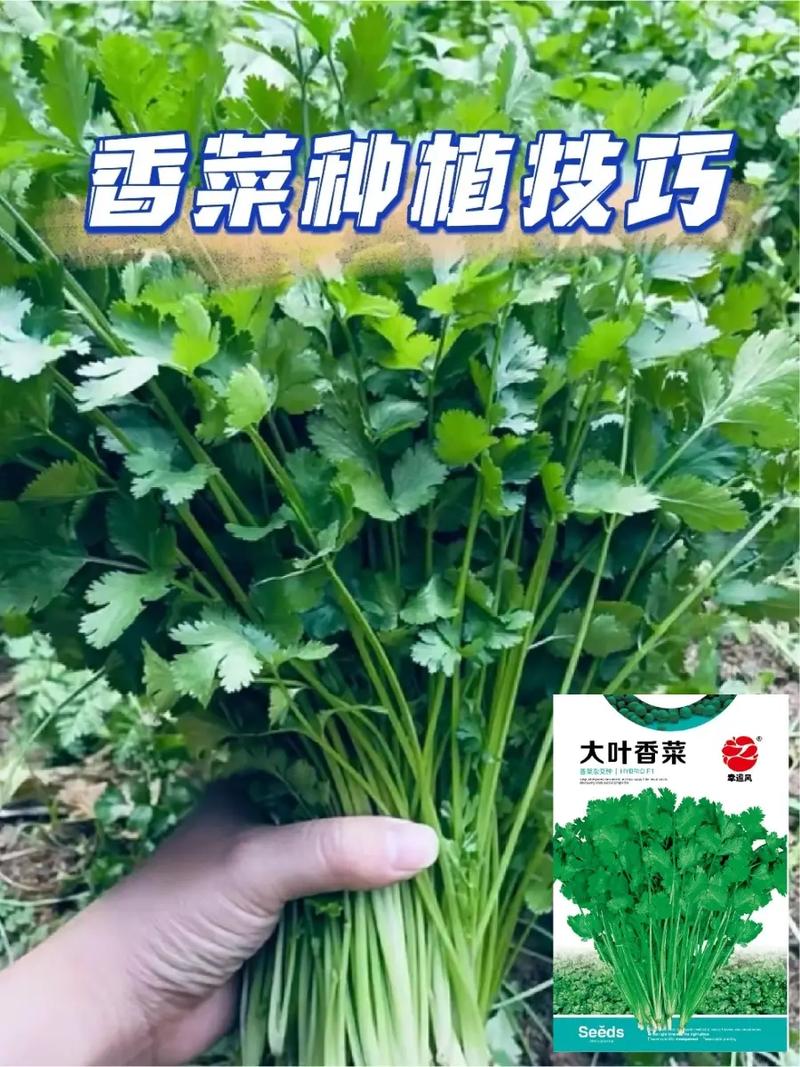 香肉菜什么时候播种「美味的蔬菜种植技巧视频教程」 香肉菜什么时候播种「美味的蔬菜种植技巧视频教程」 花朵知识