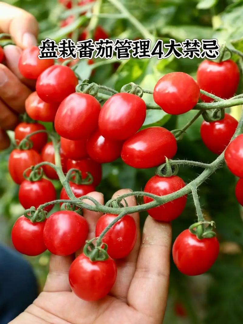 种小番茄的方法和步骤「种植户种小番茄怎么种植的」 种小番茄的方法和步骤「种植户种小番茄怎么种植的」 土壤施肥
