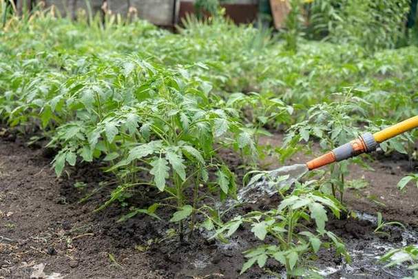 番茄栽培技术的全过程「番茄怎么种植才能丰收呢」 番茄栽培技术的全过程「番茄怎么种植才能丰收呢」 番茄病虫害防治