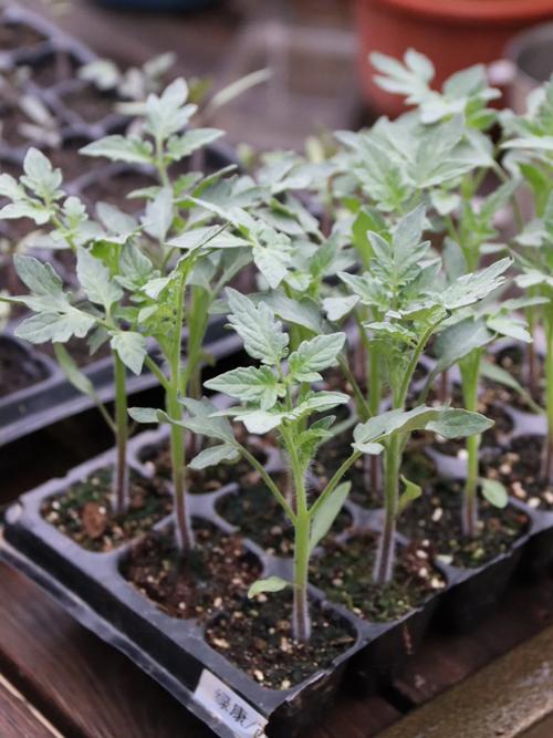 冬季温室大棚西红柿苗多大定植合适「冬季怎么种植番茄苗子视频」 土壤施肥 冬季温室大棚西红柿苗多大定植合适「冬季怎么种植番茄苗子视频」 冬季温室大棚西红柿苗多大定植合适「冬季怎么种植番茄苗子视频」 土壤施肥