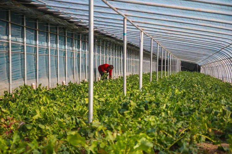 北方庭院西红柿种植时间和方法「树番茄东北怎么种植技术视频」 北方庭院西红柿种植时间和方法「树番茄东北怎么种植技术视频」 花朵知识