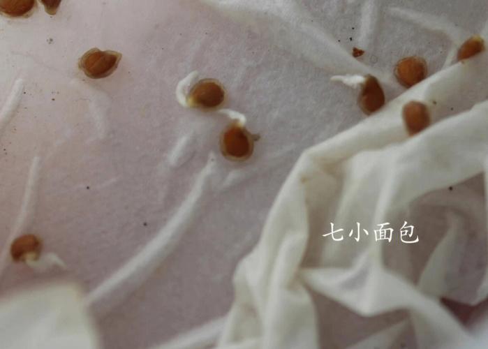 樱桃番茄怎样种植「樱桃小番茄苗怎么种植视频」 樱桃番茄怎样种植「樱桃小番茄苗怎么种植视频」 番茄病虫害防治