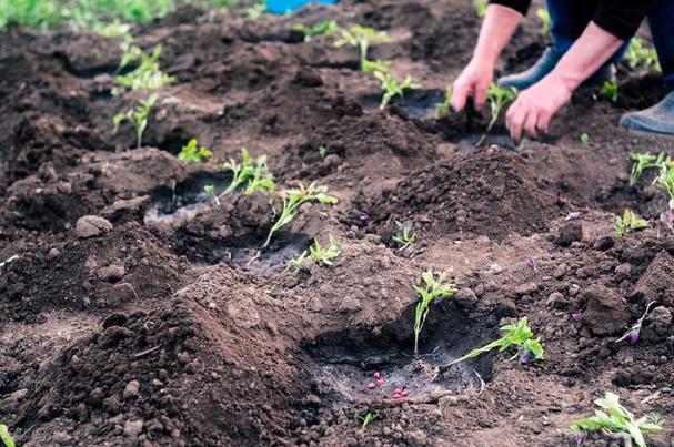 番茄定植后怎么处理生根快「刚取出的番茄怎么种植视频」 番茄定植后怎么处理生根快「刚取出的番茄怎么种植视频」 植物种类