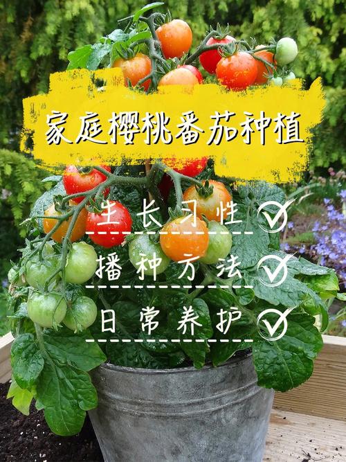 樱桃番茄是怎么种植的？该如何管理「种植番茄项目介绍怎么写文案」 樱桃番茄是怎么种植的？该如何管理「种植番茄项目介绍怎么写文案」 种植技巧