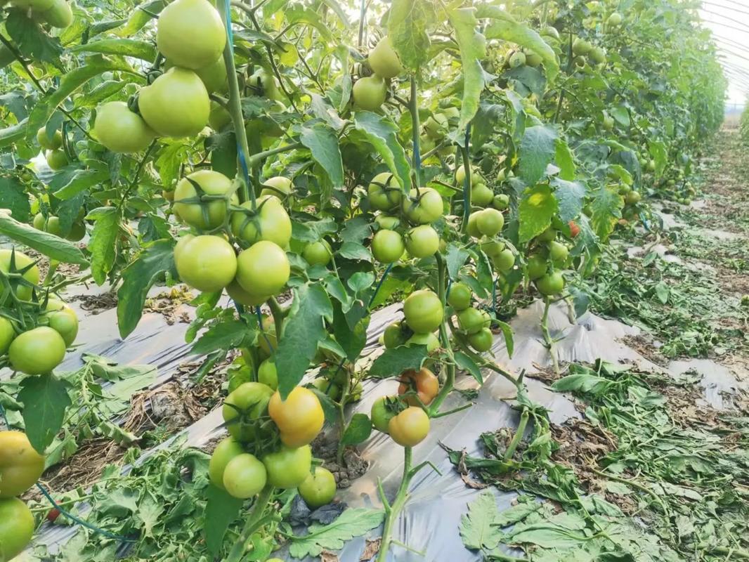 西红柿怎样种植结得又大又多「番茄果型大怎么种植视频」 西红柿怎样种植结得又大又多「番茄果型大怎么种植视频」 番茄病虫害防治