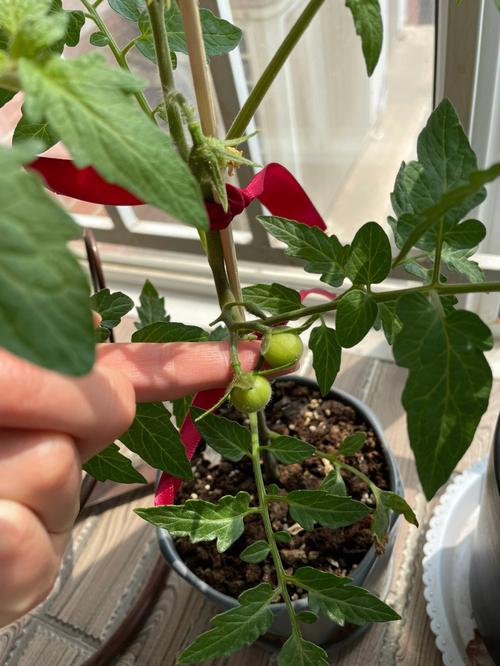 小番茄种植的方法与技术「树形小番茄苗怎么种植视频」 番茄病虫害防治 小番茄种植的方法与技术「树形小番茄苗怎么种植视频」 小番茄种植的方法与技术「树形小番茄苗怎么种植视频」 番茄病虫害防治