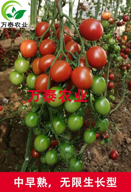 “迷你农业”时代，迷你果蔬有前景吗，如何种植「鸡心番茄怎么种植视频」 “迷你农业”时代，迷你果蔬有前景吗，如何种植「鸡心番茄怎么种植视频」 植物种类