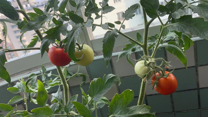 怎么让阳台种的番茄长的个头大「阳台种植番茄树苗怎么养护」 怎么让阳台种的番茄长的个头大「阳台种植番茄树苗怎么养护」 土壤施肥