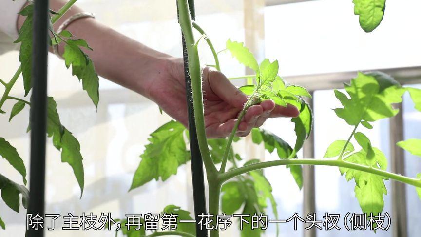 番茄怎么摘心「种植番茄怎么摘心快」 番茄怎么摘心「种植番茄怎么摘心快」 植物种类