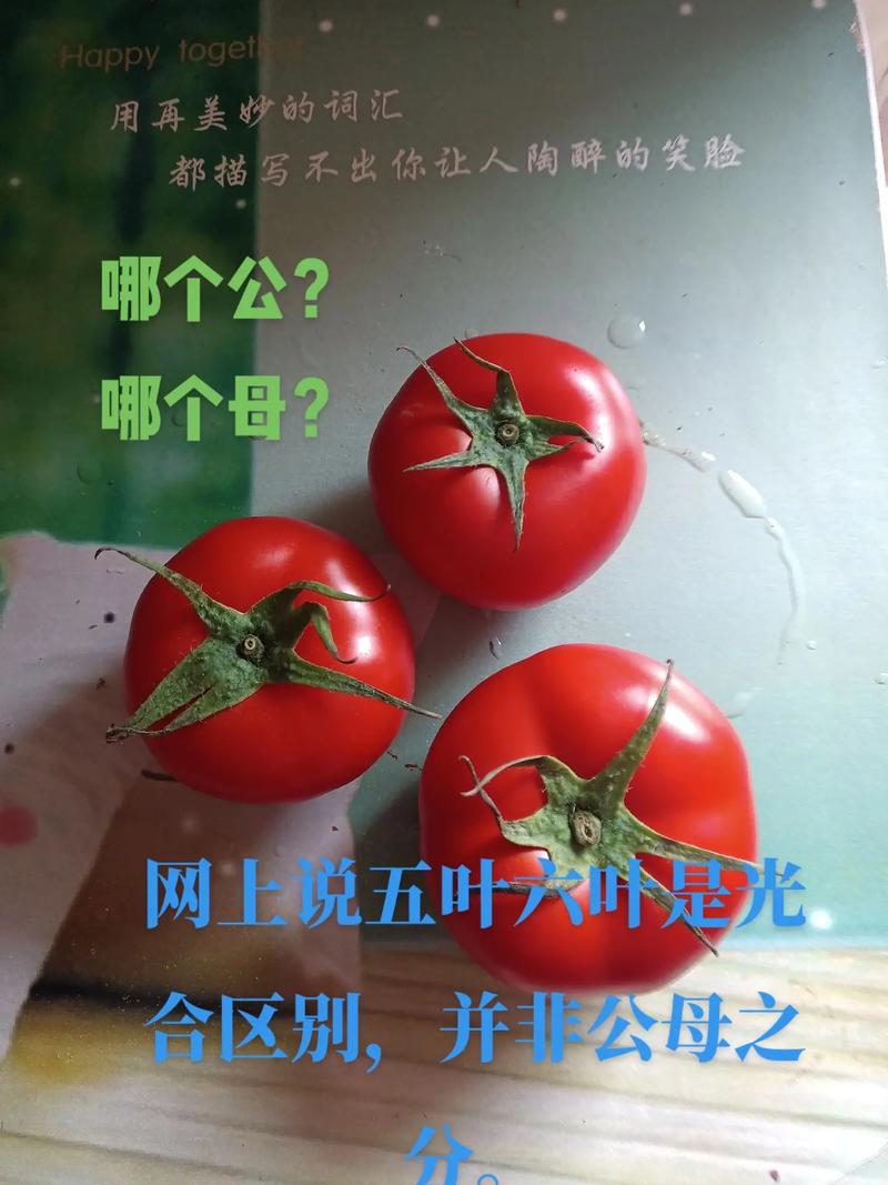 西红柿公母鉴别方法「冰淇淋番茄怎么种植视频教程」 西红柿公母鉴别方法「冰淇淋番茄怎么种植视频教程」 种植技巧
