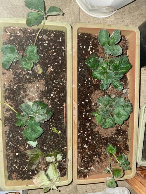 马上就开春了，怎么防止草莓植株长势过旺「四季红蔬菜种植技巧视频教程」 马上就开春了，怎么防止草莓植株长势过旺「四季红蔬菜种植技巧视频教程」 种植技巧