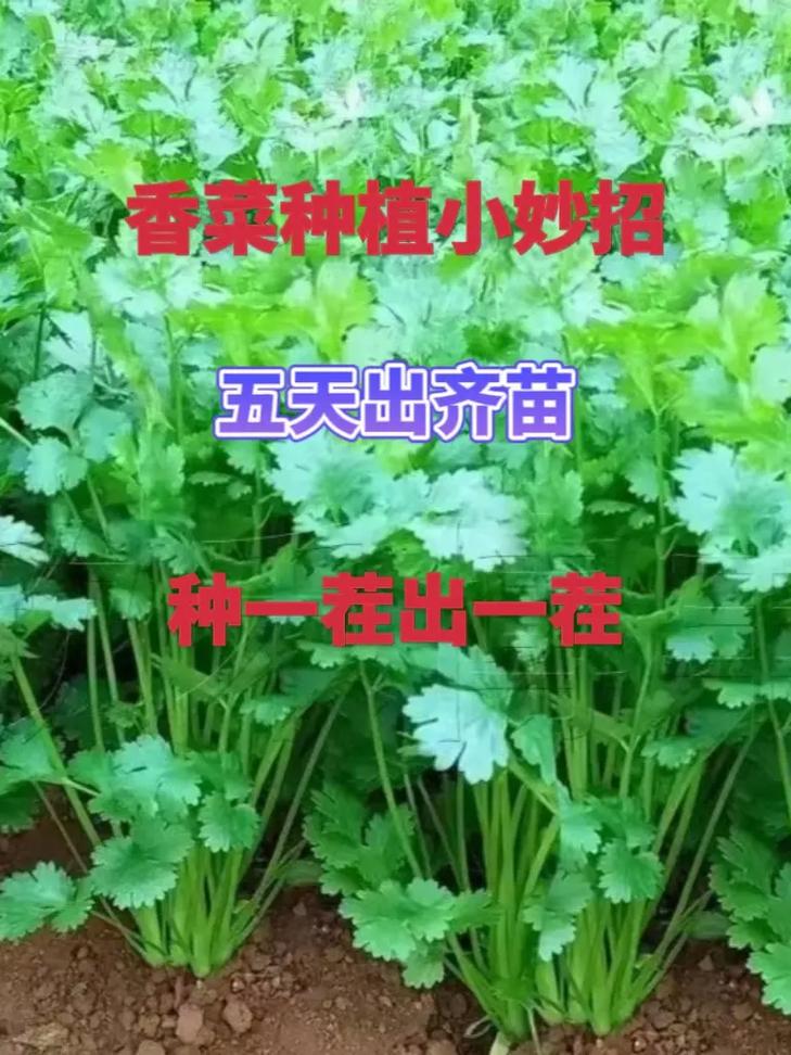 家里种植蔬菜的方法和技巧「蔬菜种植小技巧家庭版视频」 植物种类 家里种植蔬菜的方法和技巧「蔬菜种植小技巧家庭版视频」 家里种植蔬菜的方法和技巧「蔬菜种植小技巧家庭版视频」 植物种类