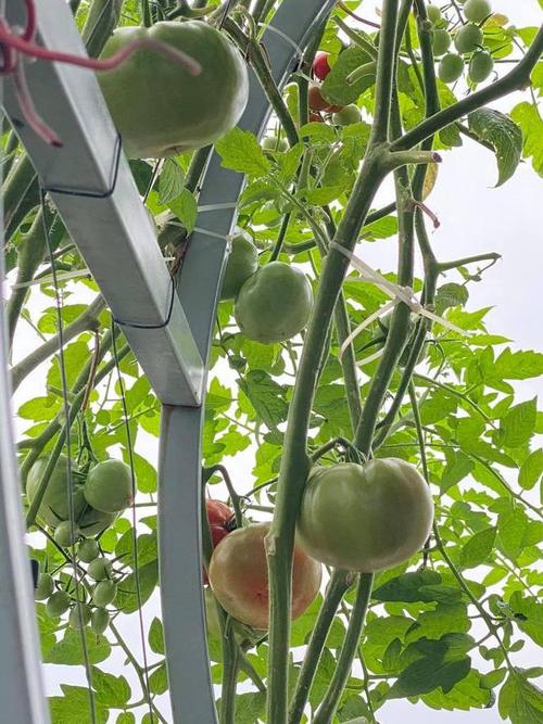 番茄加红糖水是浇根还是喷叶子上「红糖怎么种植番茄种子呢视频」 番茄加红糖水是浇根还是喷叶子上「红糖怎么种植番茄种子呢视频」 番茄病虫害防治
