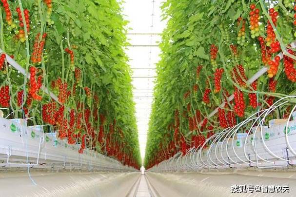 2020年温室大棚种植什么比较赚钱「倒挂栽种番茄怎么种植视频」 2020年温室大棚种植什么比较赚钱「倒挂栽种番茄怎么种植视频」 农业常识