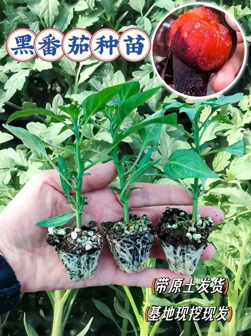 怎么种植黑番茄，黑番茄大概要几个月才能成熟，冬天怎么种植「小黑番茄果苗怎么种植视频」 怎么种植黑番茄，黑番茄大概要几个月才能成熟，冬天怎么种植「小黑番茄果苗怎么种植视频」 花朵知识