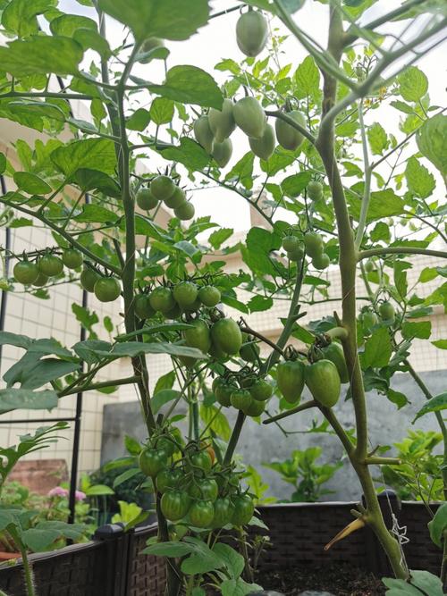 圣女果种植技术「小番茄圣女果怎么种植的」 圣女果种植技术「小番茄圣女果怎么种植的」 番茄病虫害防治