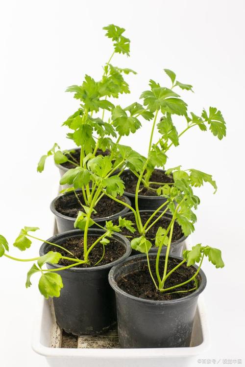 盆栽蔬菜的种植方法「盆栽室内蔬菜种植技巧视频」 盆栽蔬菜的种植方法「盆栽室内蔬菜种植技巧视频」 种植技巧