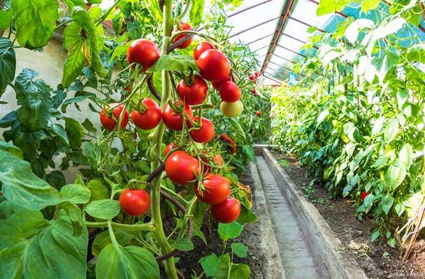 番茄树适宜在什么温度下生长「10度怎么种植番茄呢」 番茄树适宜在什么温度下生长「10度怎么种植番茄呢」 植物种类