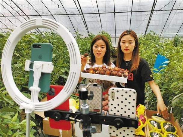 在如今直播行业异军突起时，农产品的直播怎么样做能抓住这个机会「番茄田里怎么种植视频教程」 在如今直播行业异军突起时，农产品的直播怎么样做能抓住这个机会「番茄田里怎么种植视频教程」 农业常识