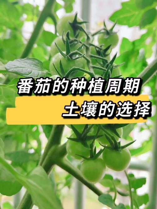 夏天西红柿几月份种植最好「夏季怎么种植番茄种子」 夏天西红柿几月份种植最好「夏季怎么种植番茄种子」 花朵知识