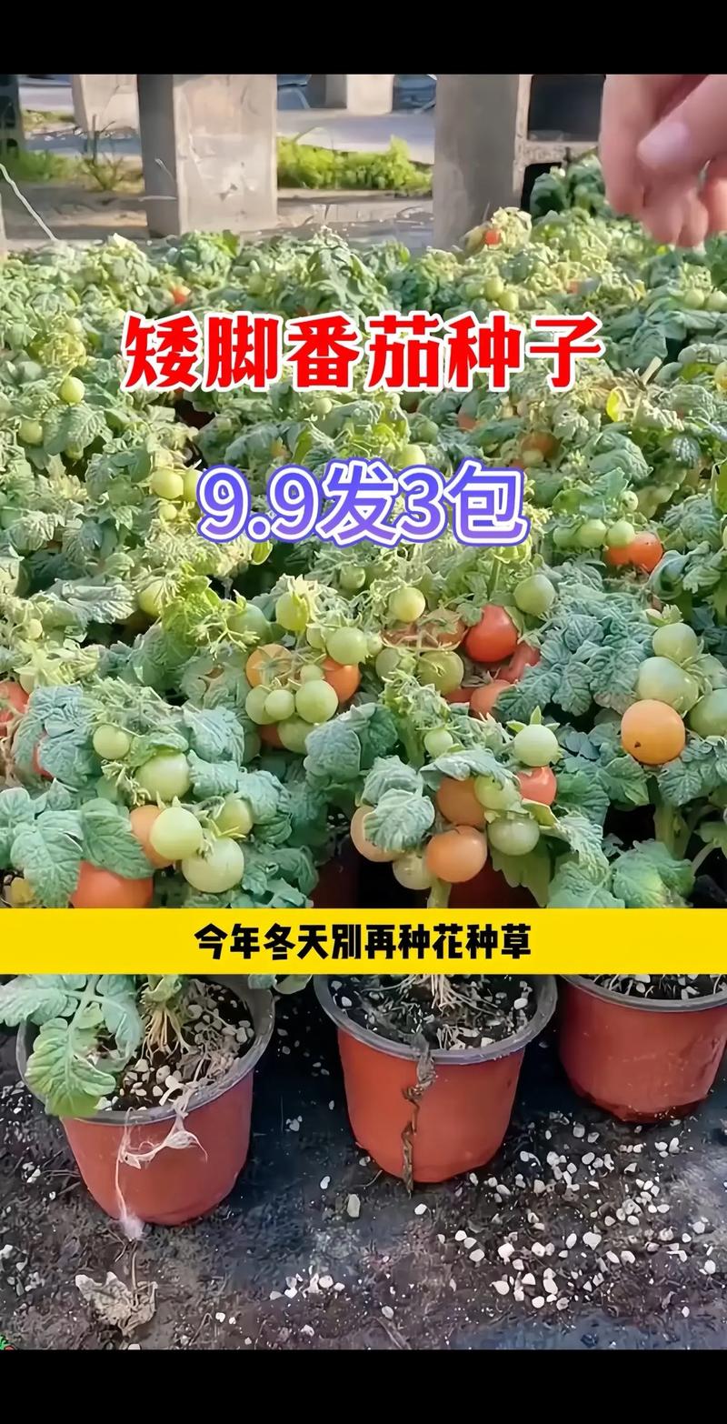 冬天西红柿怎么种植「番茄冬天要怎么种植呢」 农业常识 冬天西红柿怎么种植「番茄冬天要怎么种植呢」 冬天西红柿怎么种植「番茄冬天要怎么种植呢」 农业常识