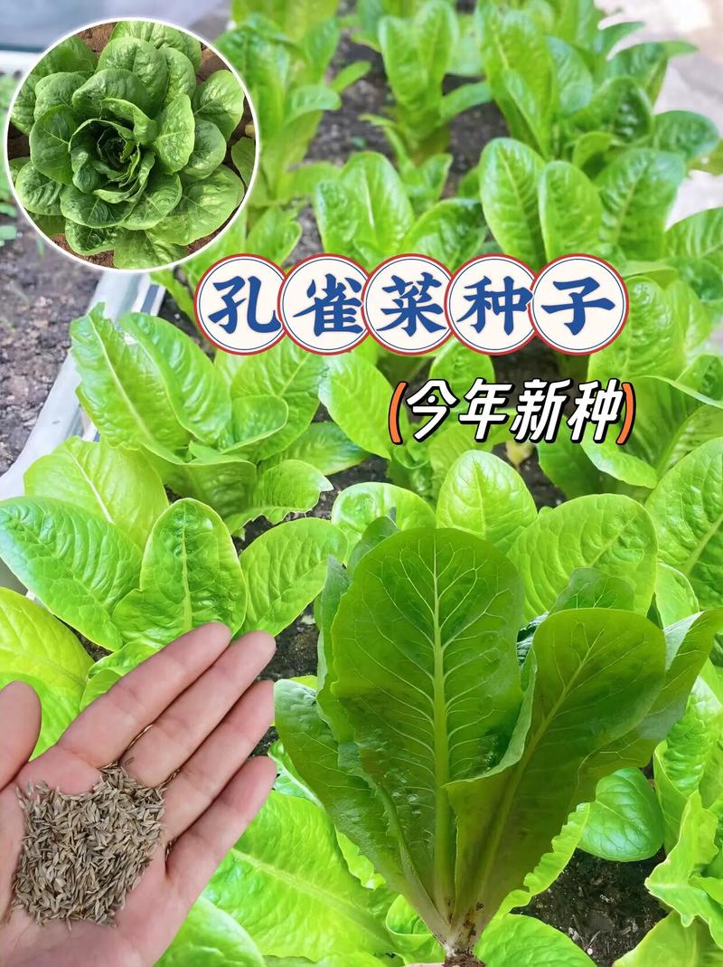 蔬菜种子怎样播种「蔬菜种子大全种植小技巧图片」 植物种类 蔬菜种子怎样播种「蔬菜种子大全种植小技巧图片」 蔬菜种子怎样播种「蔬菜种子大全种植小技巧图片」 植物种类
