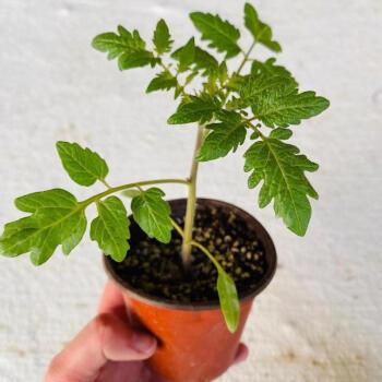 盆栽小番茄种子种植方法全过程「番茄怎么自己种植种子呢」 盆栽小番茄种子种植方法全过程「番茄怎么自己种植种子呢」 农业常识