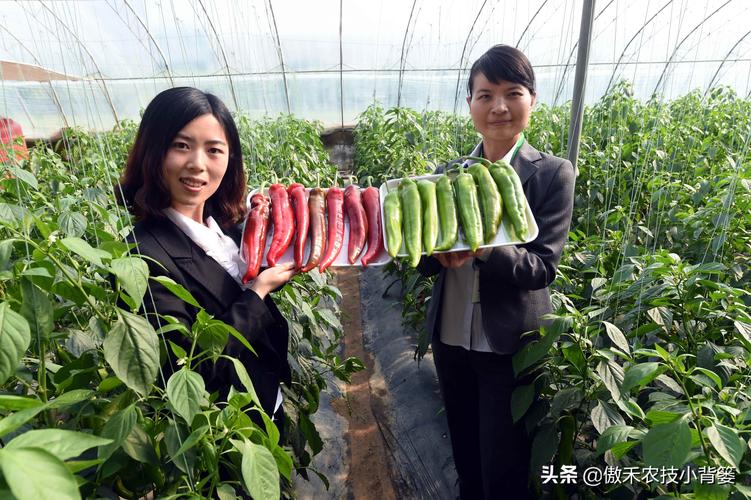 怎么经营才能让蔬菜店的生意好起来「厨房蔬菜种植技巧视频」 怎么经营才能让蔬菜店的生意好起来「厨房蔬菜种植技巧视频」 土壤施肥