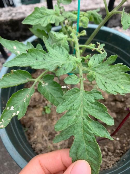 西红柿有虫子怎么消灭「小黑番茄怎么种植产量高些」 西红柿有虫子怎么消灭「小黑番茄怎么种植产量高些」 农业常识