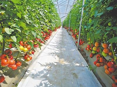 超级番茄种植方法全过程「怎么种植大棵番茄视频」 超级番茄种植方法全过程「怎么种植大棵番茄视频」 农业常识
