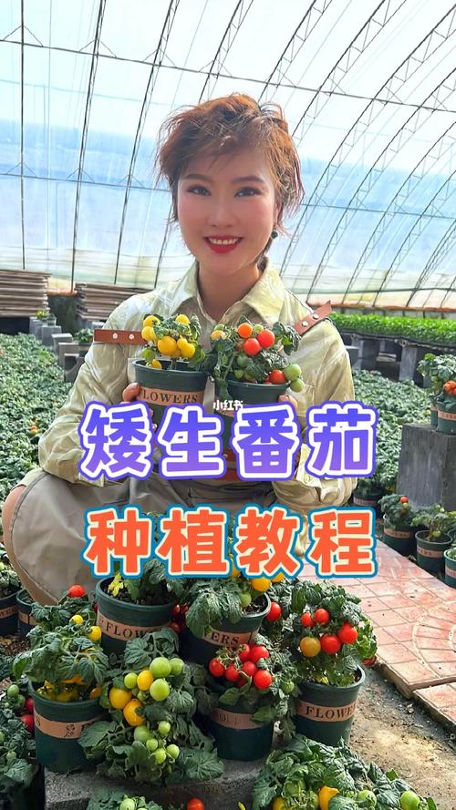 用番茄餐厅直播可以放视频怎么弄的「夏季怎么种植番茄视频教程」 用番茄餐厅直播可以放视频怎么弄的「夏季怎么种植番茄视频教程」 番茄病虫害防治