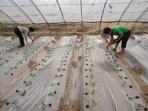 先铺地膜后栽苗行吗「打孔栽苗番茄怎么种植视频」 先铺地膜后栽苗行吗「打孔栽苗番茄怎么种植视频」 种植技巧