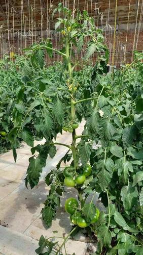 露天种植西红柿怎样搭架子「怎么选择番茄苗木种植地区」 露天种植西红柿怎样搭架子「怎么选择番茄苗木种植地区」 农业常识