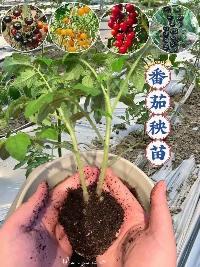 三伏天的番茄如何管理秧苗「小番茄夏天怎么种植视频」 三伏天的番茄如何管理秧苗「小番茄夏天怎么种植视频」 花朵知识
