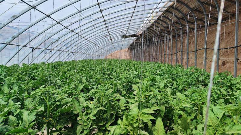 大棚种植什么水果、蔬菜赚钱?怎么管理温室大棚收益更高「大棚蔬菜种植赚钱技巧视频」 番茄种植技巧 大棚种植什么水果、蔬菜赚钱?怎么管理温室大棚收益更高「大棚蔬菜种植赚钱技巧视频」 大棚种植什么水果、蔬菜赚钱?怎么管理温室大棚收益更高「大棚蔬菜种植赚钱技巧视频」 番茄种植技巧
