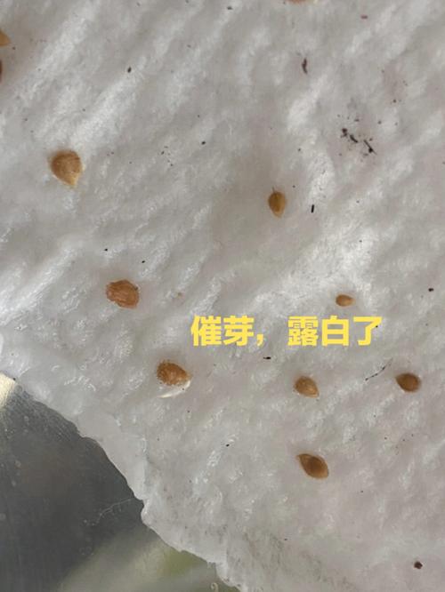 番茄种子发芽后怎么育苗「白色番茄种子怎么种植视频」 番茄种子发芽后怎么育苗「白色番茄种子怎么种植视频」 花朵知识