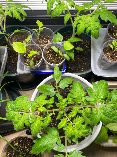 茄子苗和西红柿苗能种在一起吗「茄子番茄怎么种植的呢视频」 茄子苗和西红柿苗能种在一起吗「茄子番茄怎么种植的呢视频」 农业常识