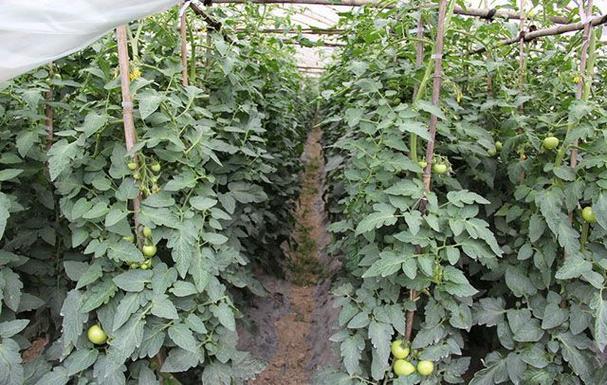 西红柿茎杆粗壮打什么叶面肥「番茄茎怎么种植视频」 西红柿茎杆粗壮打什么叶面肥「番茄茎怎么种植视频」 种植技巧